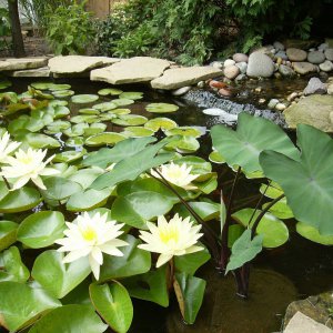 Lillies 2012-#3