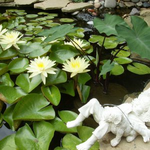 Lillies 2012-#2