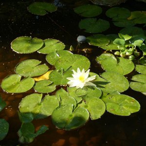 Lillies 2012-#1