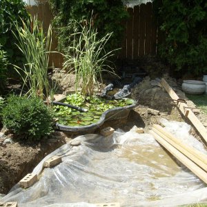 New/Old Pond #1