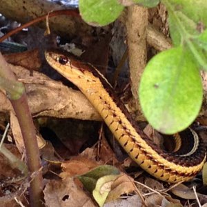 Garter Snake