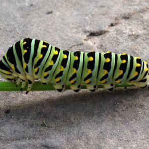 Caterpillar