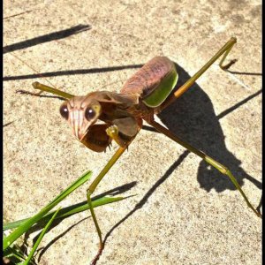 Praying Mantis