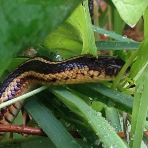 Another Garter Snake