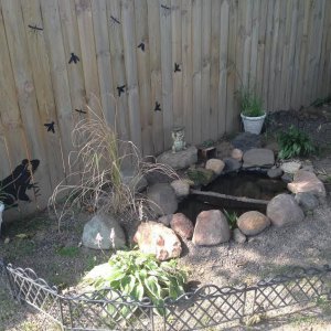 Frog pond
