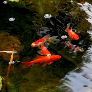 Happy fish