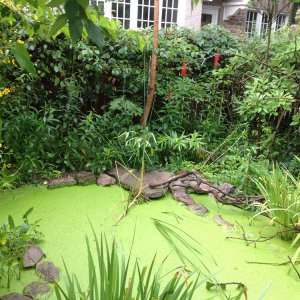 More duckweed July 2014