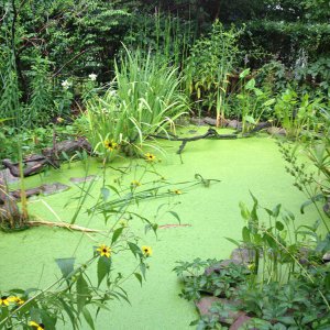 Duckweed July 2014