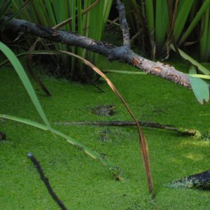 Frog in pond