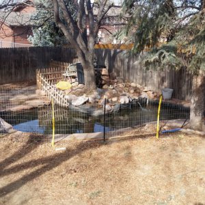 Pond