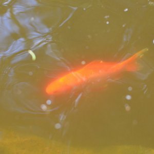 whitespots
