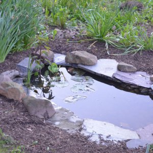 Small Pond