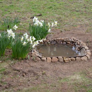 Mini-pond