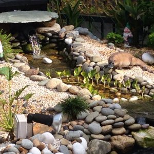 Pond