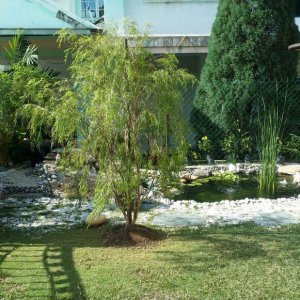 Pond