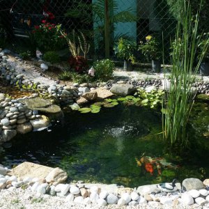 Pond