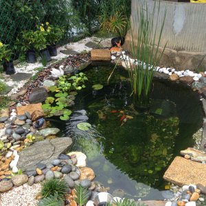 Pond
