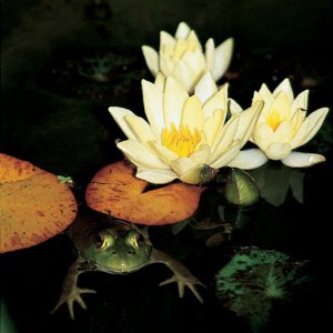Happy Frog