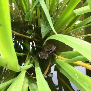 Frogs everywhere