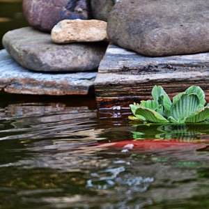 Water lettuce