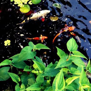 Happy Pond