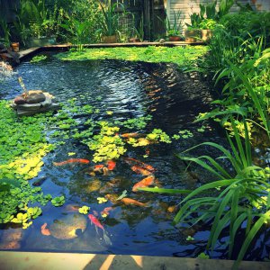 Pond in June 2015