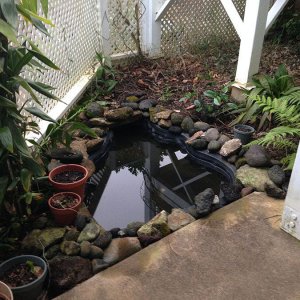 new pond
