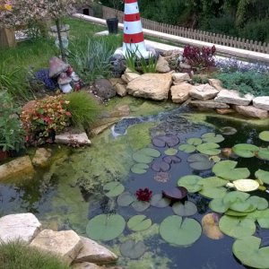 Fish Pond