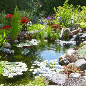 Ecosystem Fish Ponds In Rochester NY