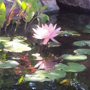 Pink Water Lily
