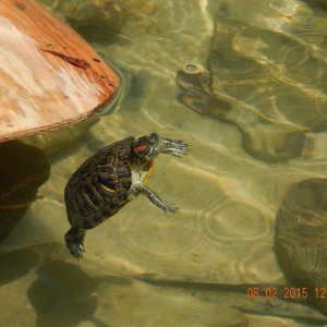 Red Eared Slider