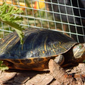 Red Eared Slider