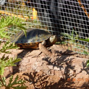 Red Eared Slider