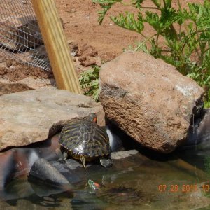 Red Eared Slider