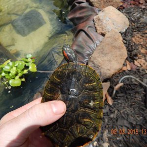 Red Eared Slider