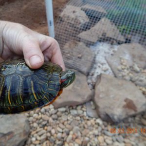 Red Eared Slider
