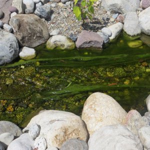 fil algae