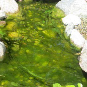fil algae