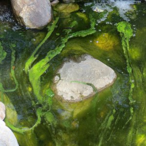 fil algae