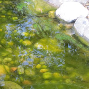fil algae