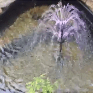 Front small pond