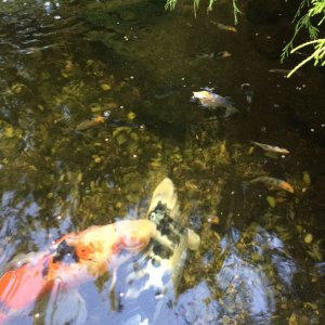 Koi babies