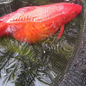pregnant fish Garden Pond Forums