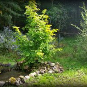 Pond in Summer 2015