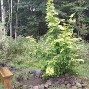 Summer View of Pond 2015