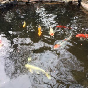 My Pond