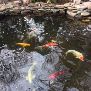 My pond
