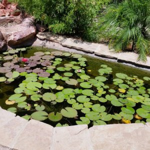 Pond - 2013
