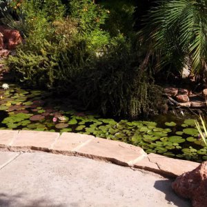 Pond - 2013