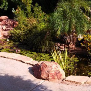 Pond - 2013